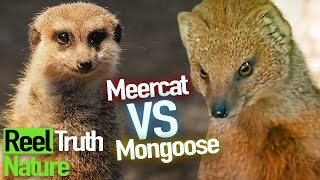 Mongoose Meet Meercats for the First Time | Animal Park | Zoo Documentary | Reel Truth Nature