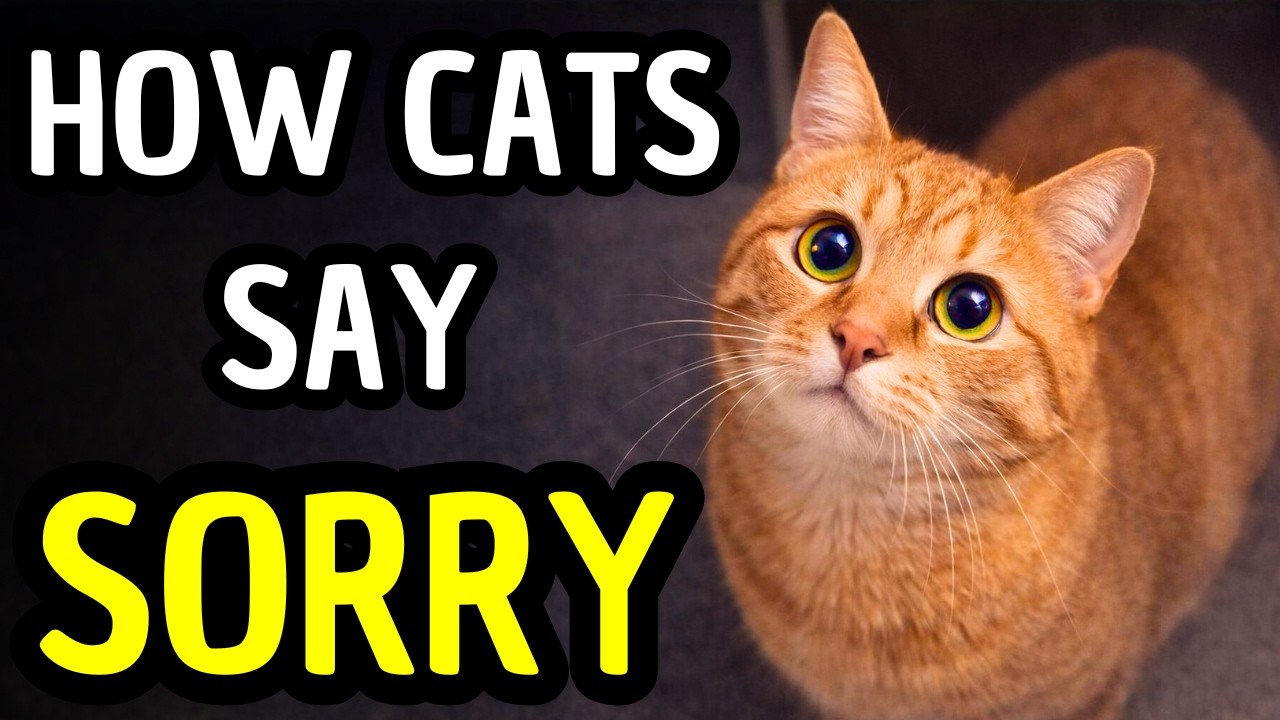 Your Cat Is Apologizing (You Just Don't Realize It)