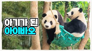 (SUB) แพนด้าเล่นชิงช้า🐼│Panda Family