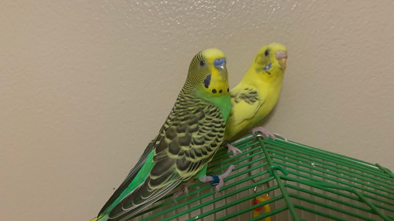 Parakeet Birds.🐦 YouTube