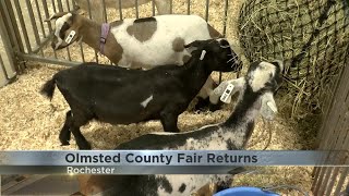 Local 4-H members gear up for first day of Olmsted County Fair