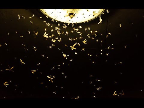 Why are insects