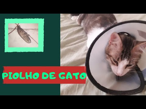 Vídeo: Piolhos De Gato - Pediculose Felina - Parasitas De Gatos