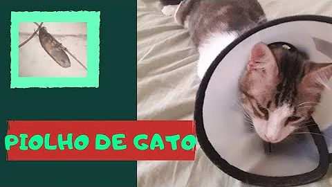 O que fazer para matar piolho de gato?