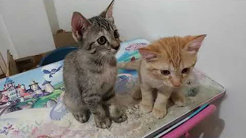 Video 3308781: persian mother, persiankitten, mixed breed, adorable kitten