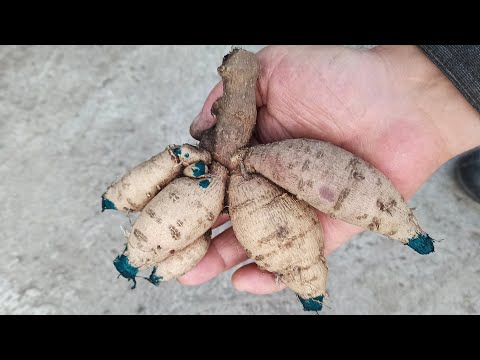 Когда выкапывать георгины осенью на зиму и как сохранить до весны