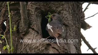 What do parents feed hatchlings? Oriental Magpie Robin nesting vignettes