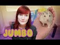 BIG BOY HAMSTER! | Jumbo Foster Intake Story | Munchie's Place