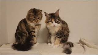 Two Maine Coon cats playing