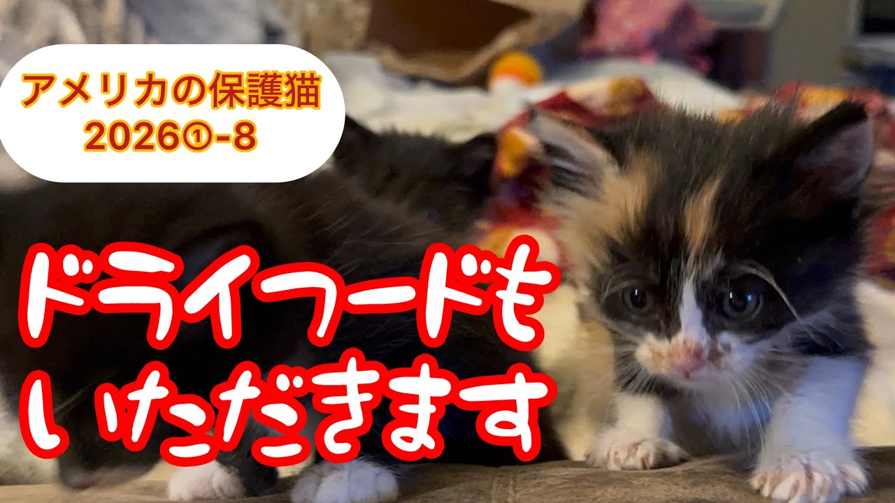 ドライフードも食べちゃうよ！な子猫アン ①ー８