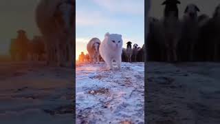 Красотка #кошка #viral #рекомендации #youtubeshorts #tiktok #funny #funnypets #shorts