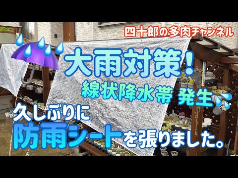 多肉植物 多肉棚 大雨対策 久しぶりに防雨シートを張りました Youtube