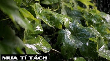 Tiếng mưa rơi trên lá cây | Âm thanh mưa tí tách nghe rất sướng tai, dễ chìm vào giấc ngủ sâu sau 3s