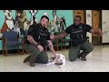 MCSO MASH Minute: Meet Wanda, Pit Mix Ready for Her Forever Home in Arizona