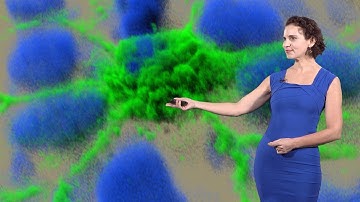 Jody Rosenblatt (HCI, U. Utah) 2: Epithelial Apoptosis: Death by epithelial cell extrusion