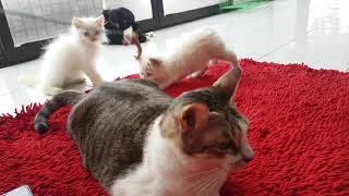 Cara Membuat Bulu Kucing Tidak Rontok