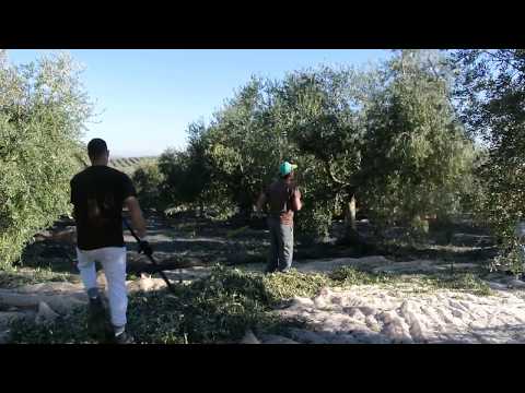 Video: Sådan kan du se, om en butternut squash er moden