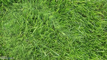 Dynamic water ripples | Unity Amplify shader