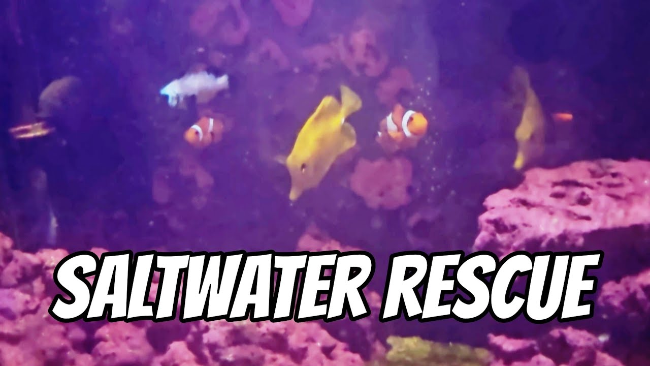 75gal Saltwater Rescue in Parma