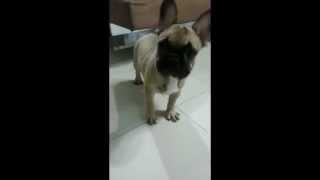 French Bulldog Playing With Bone by Devoue Kennel 171 views 9 years ago 55 seconds