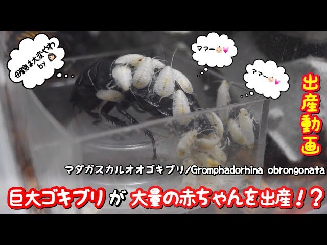 巨大なゴキブリが赤ちゃんを出産している貴重な瞬間 Youtube 巨大なゴキブリが赤ちゃんを出産している貴重な瞬間 Youtube