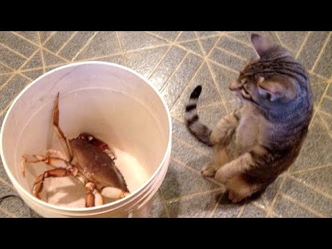 You'll LAUGH FOR SURE! - Best FUNNY ANIMALS