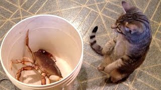 You'll Laugh For Sure! - Best Funny Animals