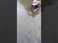 Giant fish laying eggs on the sand #viralvideo #fishing #trending #shorts #amazing