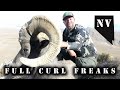 Full Curl Freaks - Nevada Desert Bighorn Sheep Hunting