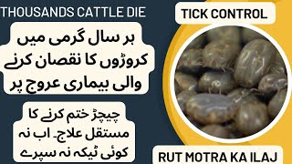 Millions loss after death of thousands of cows II How to manage ticks II Babesiosis and tick fever