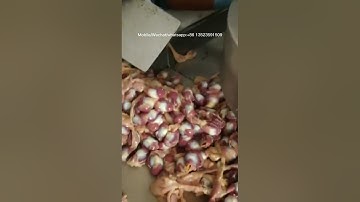 Full automatic chicken gizzard processing machines