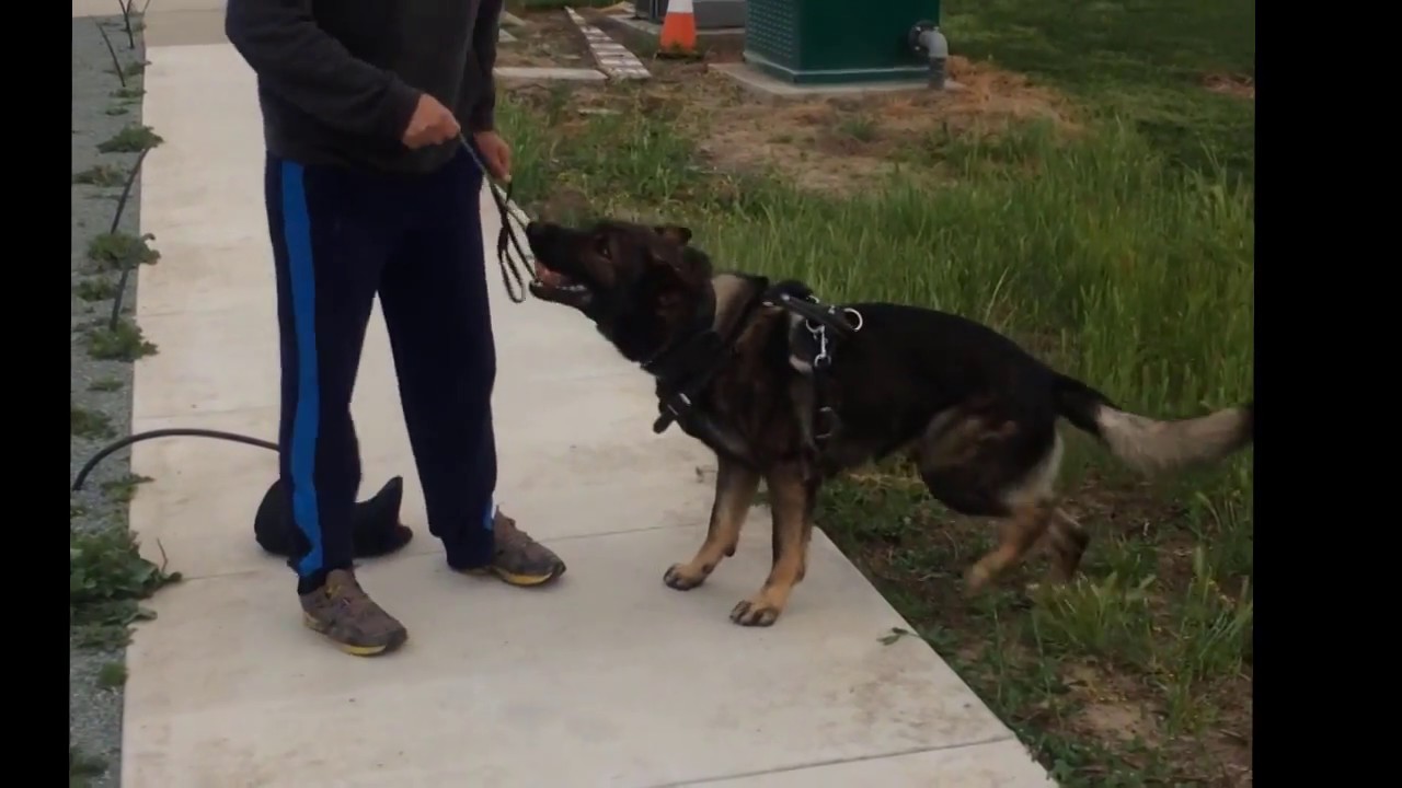 working line vs showline german shepherd YouTube