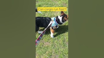Can corgis run fast with their short legs? #corgi #dog #funnyvideo #shorts #shortlegs #puppy