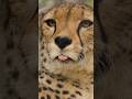 Cute Cheetah Close-Up Goes Viral 🐆 #vantara #shorts #viral #cheetah #youtubeshorts
