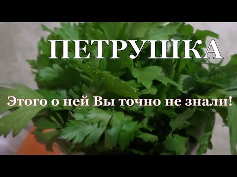 Что будет если есть петрушку ежедневно