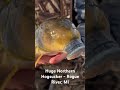 Huge Northern Hogsucker - Rogue River, MI #goingrogueMI