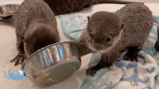 カワウソの赤ちゃんの一番好きな食べ物は何でしょう！？　What’s Baby Otters' Favorite Food?!