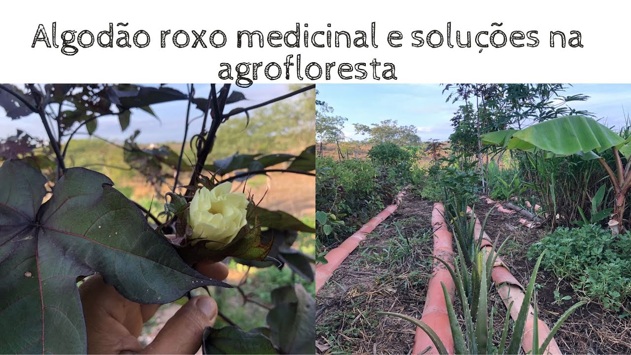 O Algodão ROXO medicinal / Soluções na agrofloresta #algodãomedicinal # ...