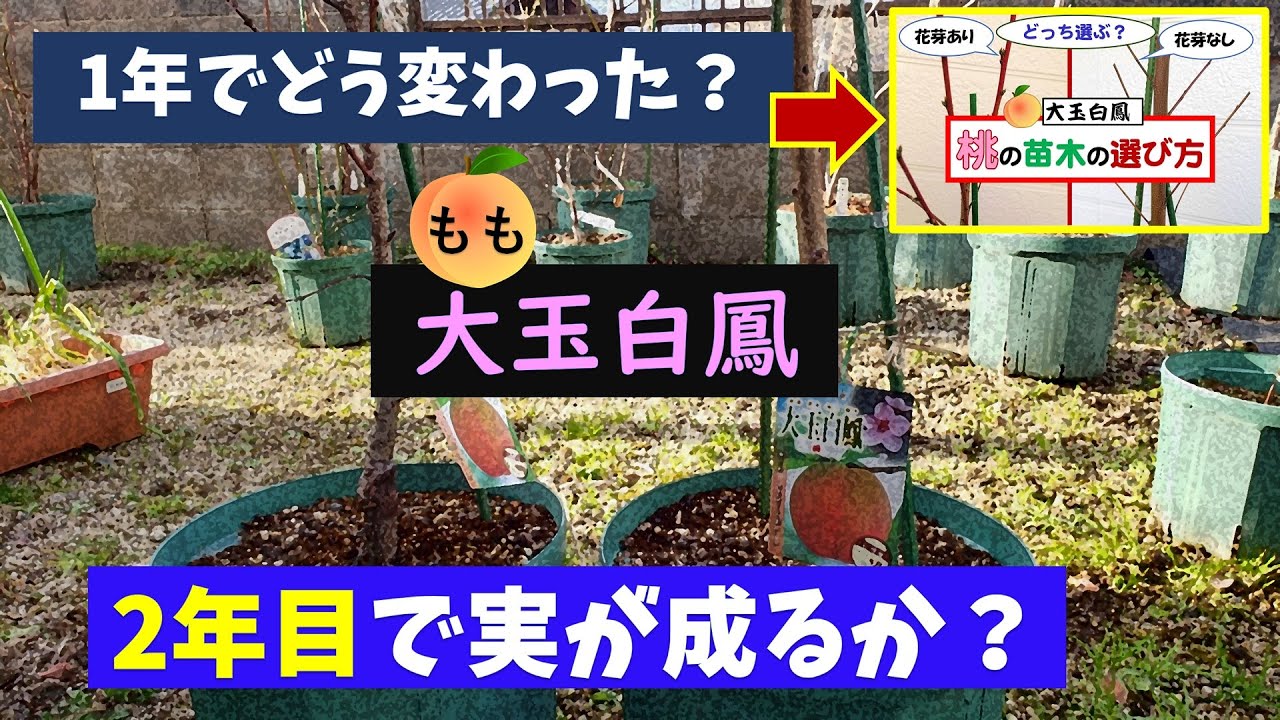 果樹栽培：桃「大玉白鳳」2本の1年の成長と結実