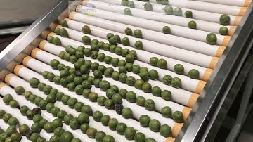 walnut sorting machine