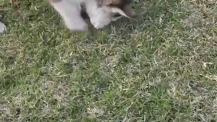 Fun day with Huskys and Poms