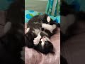 തമാശ പറഞ്ഞപ്പോ ചിരിച്ചില്ലാ 😂 #funny shorts🐱 #viralnow 🐱 #love ❤️pet🥰cat😂😂😂