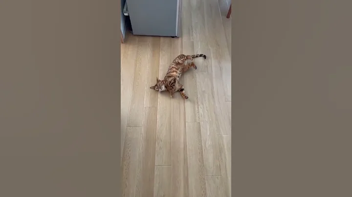 Watch the video about [meowing] Bengal cat sexy dance #shorts