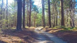 BEAUTIFUL BIRDSONG IN A SPRING FOREST! | 2+ hrs Relaxation!