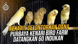 LUAR BIASA‼️Coba ternak Kenari, 2 bulan langsung dapat hasil‼️Dana digelontor untuk Kenari gacor ‼️