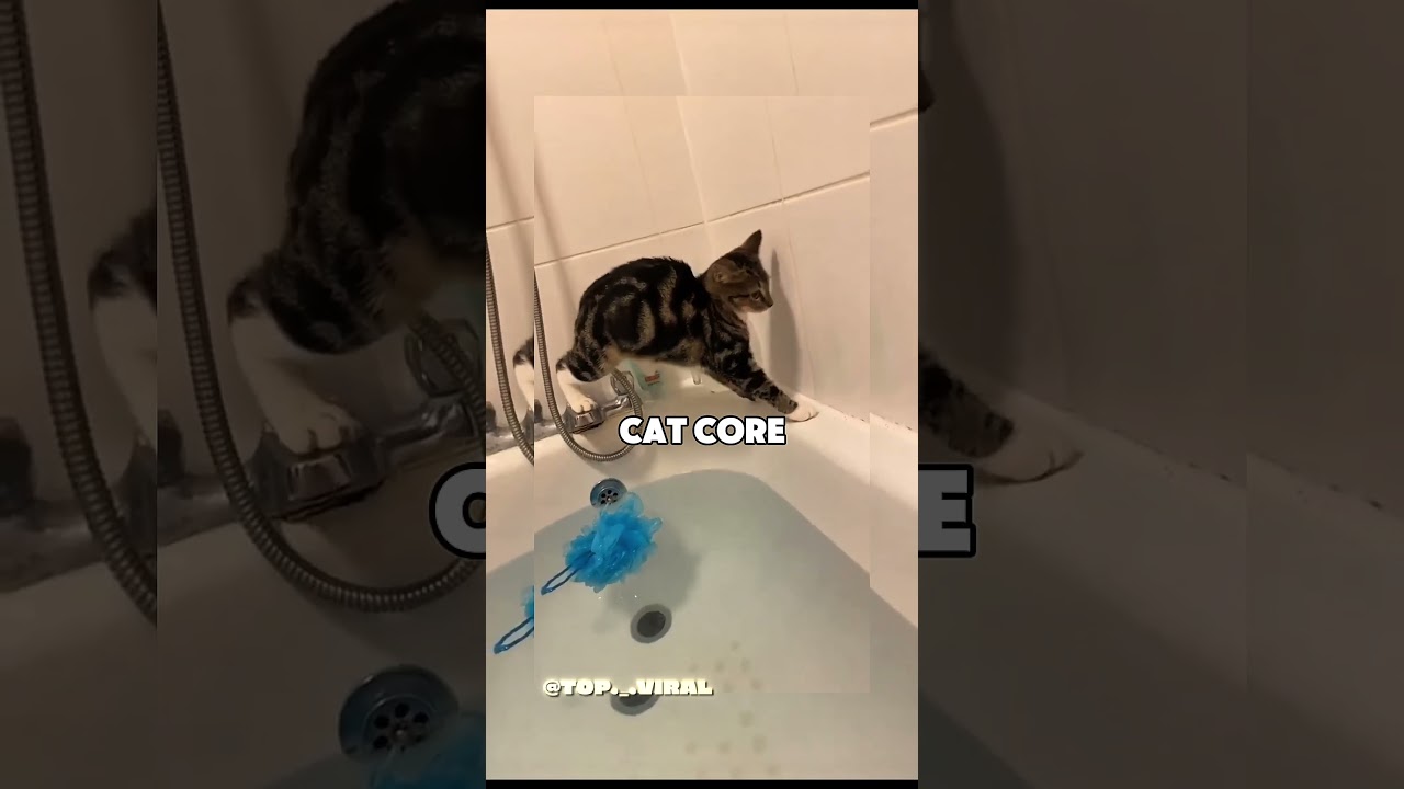 cat 🐈 core funny videos... 