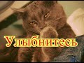 Смешные коты. Позитив. Создай себе хорошее настроение