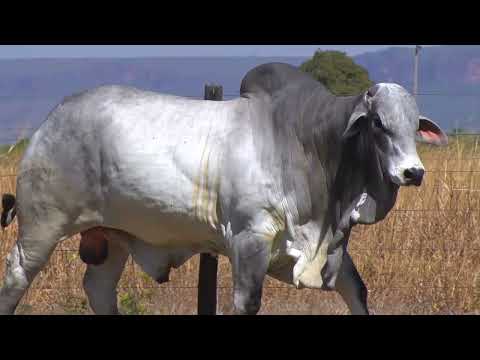 LOTE 06 - 8055 | 42º MEGA LEILÃO ANUAL CARPA TOUROS