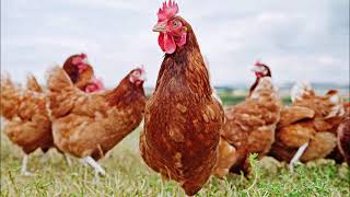 # Flashcard for baby - Common animals screenshot 1