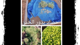 طريقة الحصول على بذور الخس#How to get lettuce seeds